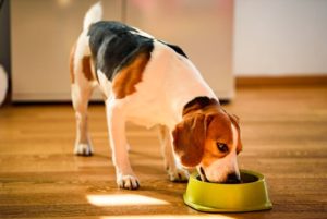 Como funciona o sistema digestivo do cão? Venha descobrir!