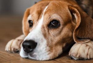 Entenda quando o cachorro sente cólica e como ajudar o pet