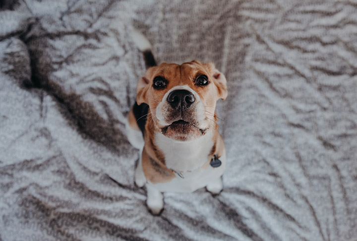 cachorro com piodermite