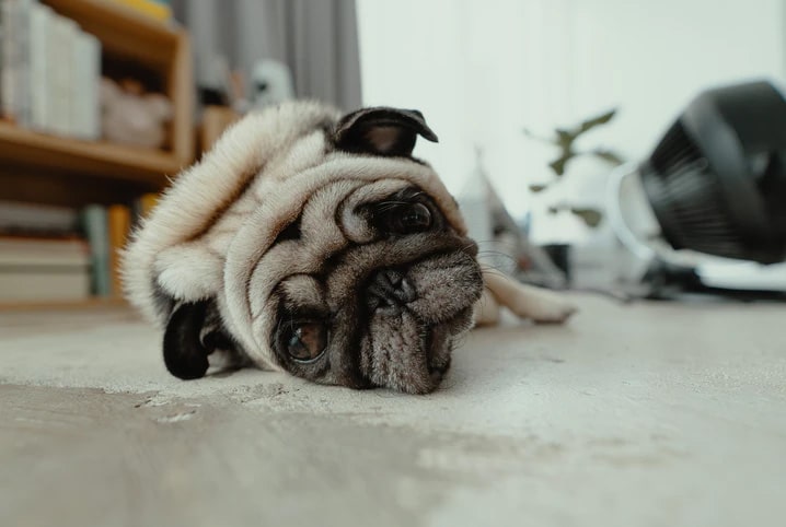 cachorro com dor de barriga